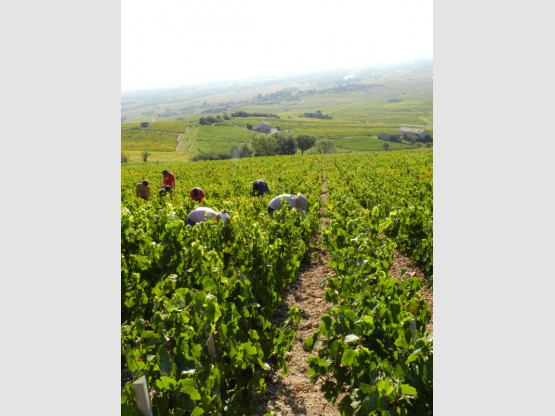 VIDEO : Le millésime 2012