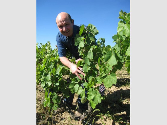 The Vines in Vissoux on 1st September - Saint Vérand