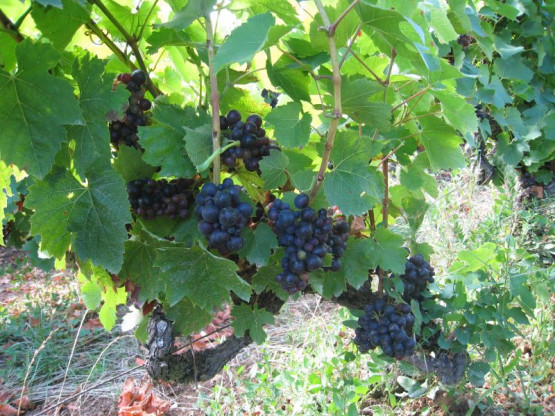 Domaine Du Vissoux : Septembre 2013