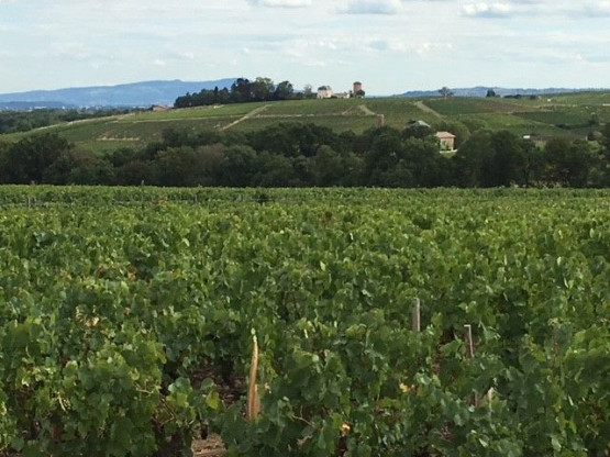 HARVESTS : BROUILLY