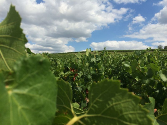 JUILLET 2015 : UNE ANNEE PRECOCE ET DE QUALITE
