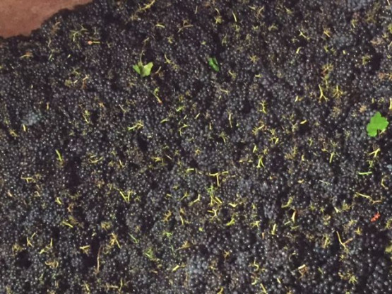 DEBUT DES VENDANGES 25 AOUT 2015