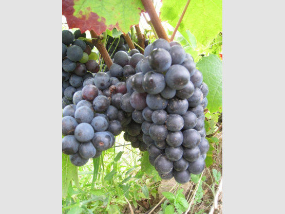 Domaine du Vissoux : Août 2012