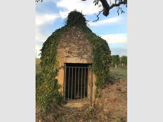 Vendanges 2018 : Chardonnay