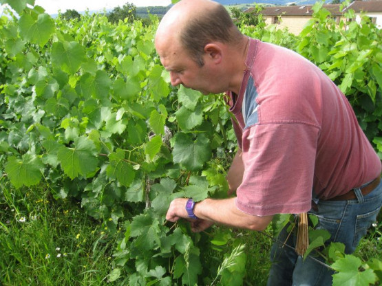 Domaine du Vissoux : July 2012 (1/2)