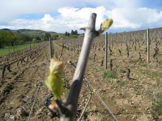 Domaine du Vissoux : La vigne au 19 avril 2012
