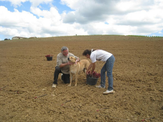 PLANTATION DES NOUVELLES VIGNES DE GAMAY - JUIN 2014