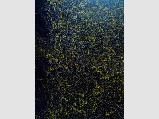 Nous commençons la cueillette des Beaujolais rouge