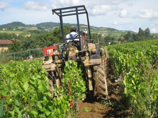 Domaine du Vissoux : July 2012 (2/2)