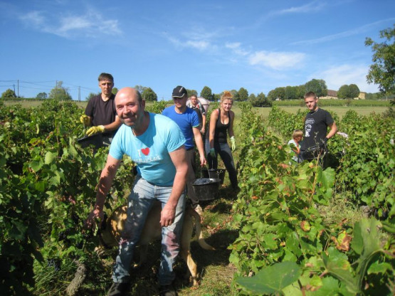 VENDANGES 2014
