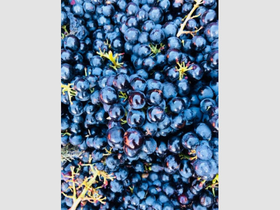 Vendanges 2018 : Saint-Amour