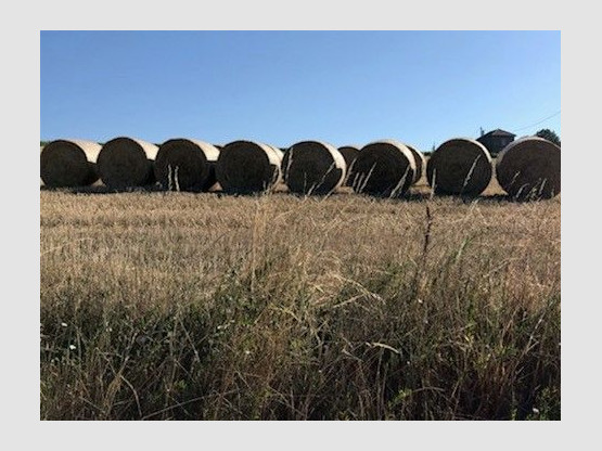 Les vignes à Saint-Vérand