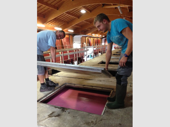 LES VENDANGES S’ACHÈVENT  22 SEPTEMBRE 2015