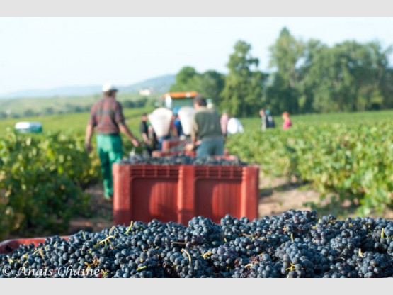 2009 grape harvest