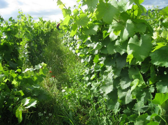 Domaine du Vissoux : July 2012 (1/2)