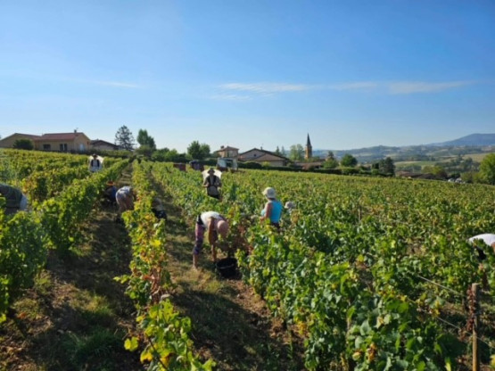 VENDANGES A OINGT AVEC VUE PANORAMIQUE