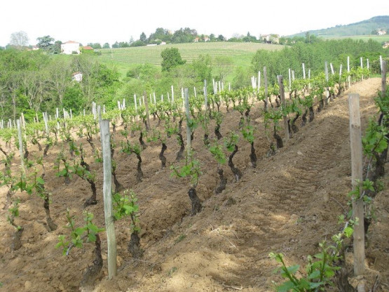Domaine du Vissoux : May 2012