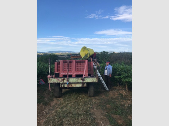Begining of the harvest