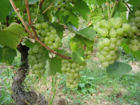 Domaine du Vissoux : August 2012