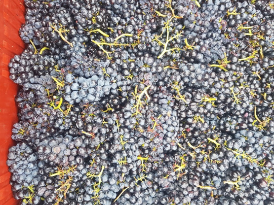 Les vendanges se poursuivent...