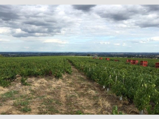 HARVESTS : BROUILLY