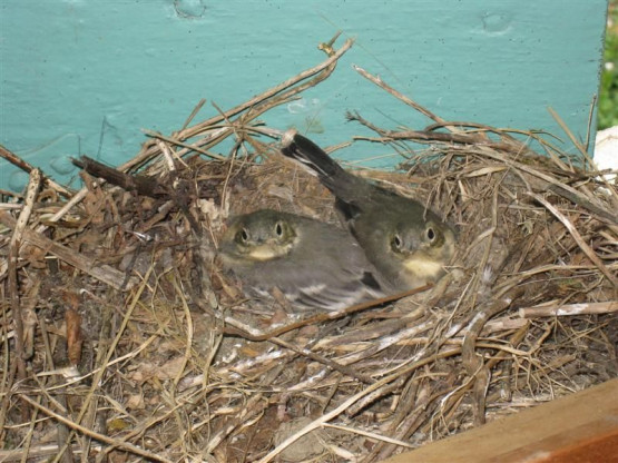 Août 2011 - Cui Cui les petits oiseaux...