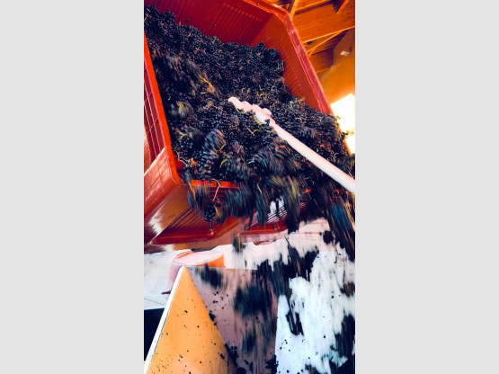 Vendanges en cours au cœur de Pierreux à Brouilly !