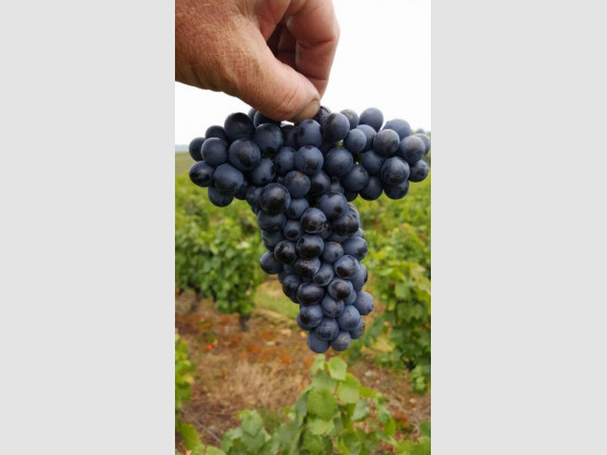 HARVEST 2017 : Beaujolais from September 1st to 21st