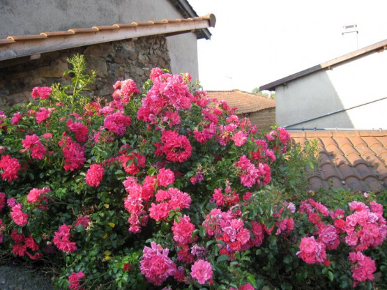 La Vigne au mois de Juillet 2013