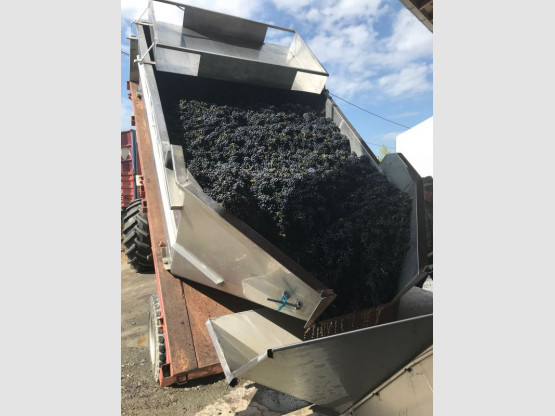 Harvest 2018 : Gamay