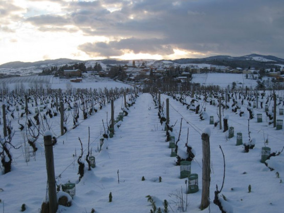 Soutirage sous la neige - Février 2013