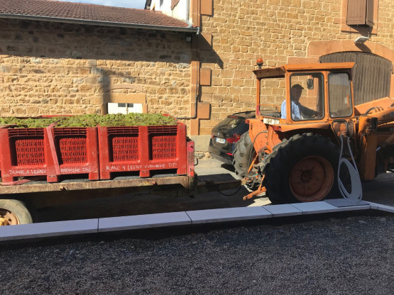 Begining of the harvest