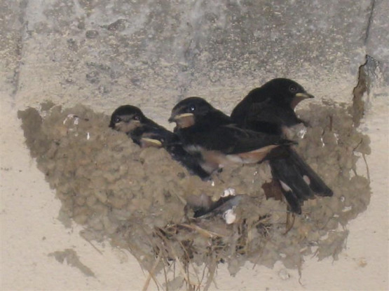 Août 2011 - Cui Cui les petits oiseaux...