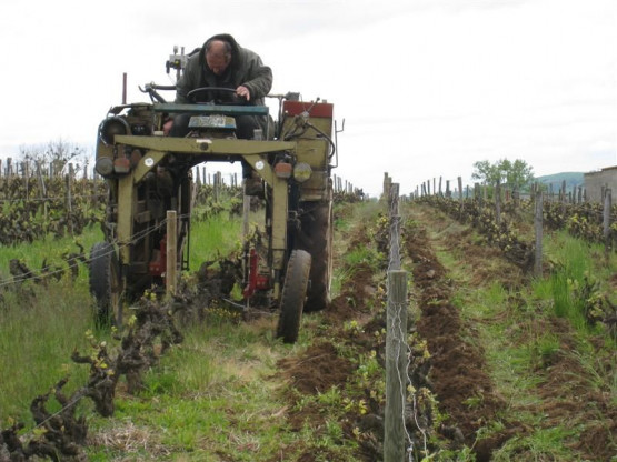 Tilling or shallow ploughing between the vines - April, 2010