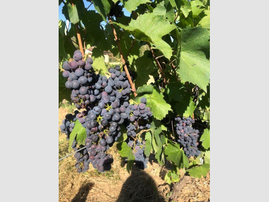 LES RAISINS MURISSENT