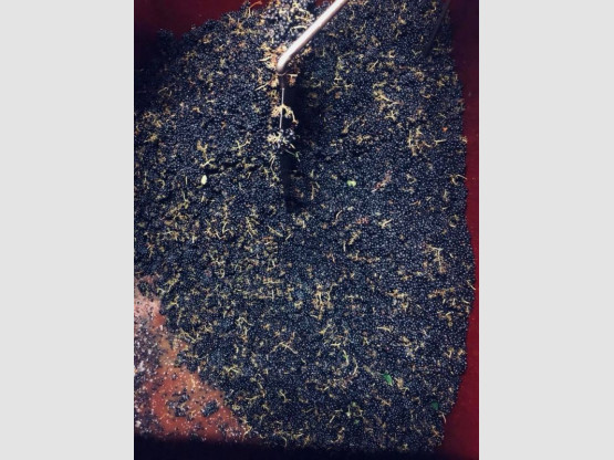 Vendanges 2018 : Moulin-à-Vent