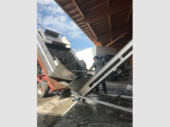 Harvest 2018 : Gamay