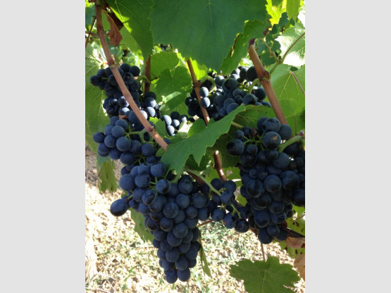 DE LA VIGNE AU VERRE 7 SEPTEMBRE 2015