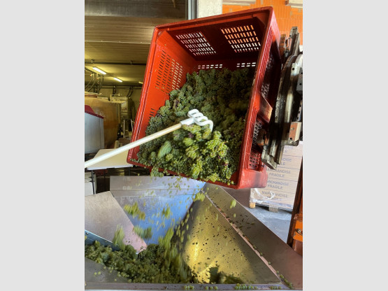 Les vendanges sont lancées au Domaine Famille Chermette !