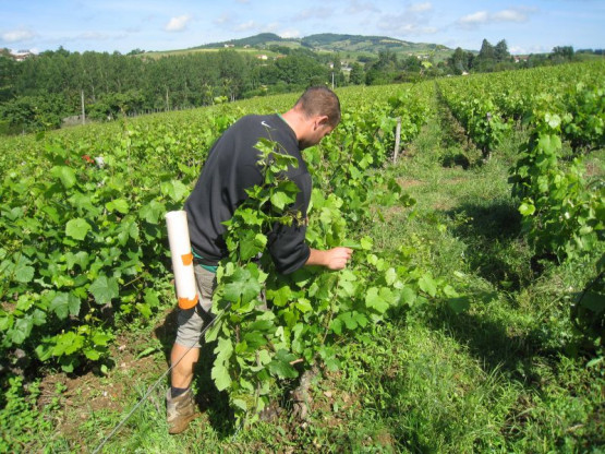 Domaine du Vissoux : Juin 2012