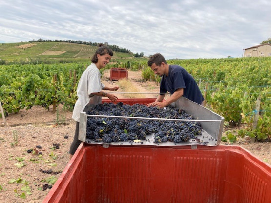 Les vendanges se poursuivent...