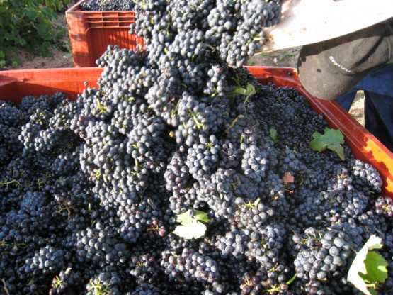 2009 grape harvest
