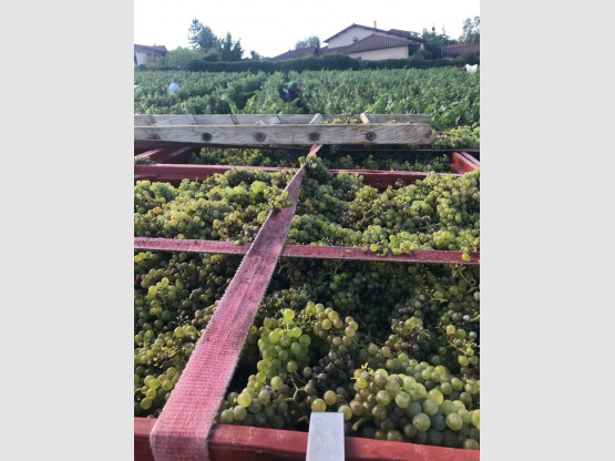 Begining of the harvest