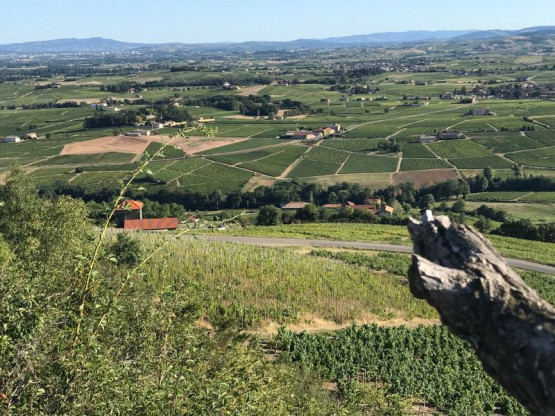 Vendanges 2018 : Brouilly