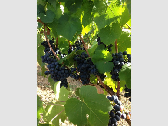 DEBUT DES VENDANGES 25 AOUT 2015
