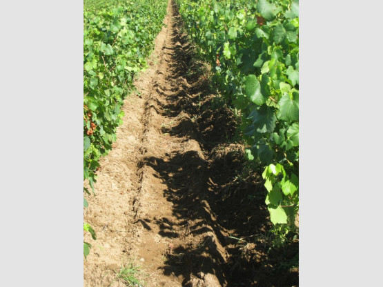 Domaine du Vissoux : July 2012 (2/2)