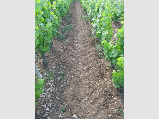 Domaine du Vissoux : Juin 2012