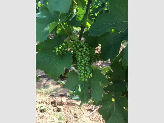 Les vignes à Saint-Vérand
