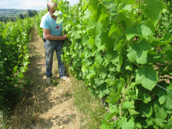 La Vigne au mois de Juillet 2013