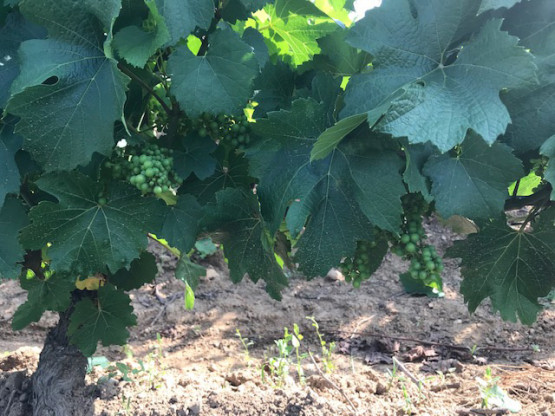Les vignes à Saint-Vérand